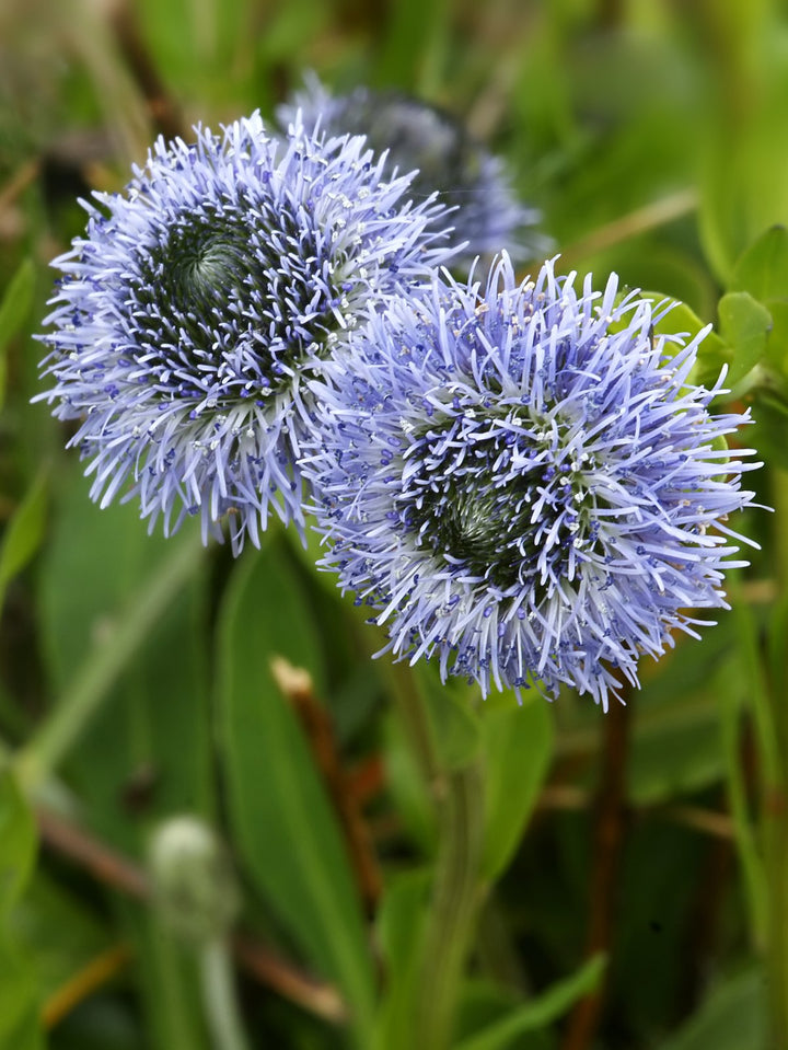 Heirloom Non-GMO Globularia Flower Seeds for Delicate Garden Edges and Seasonal Planting