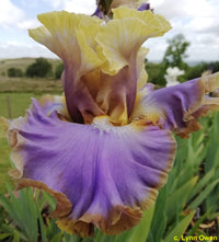 Repertoire Bearded Iris