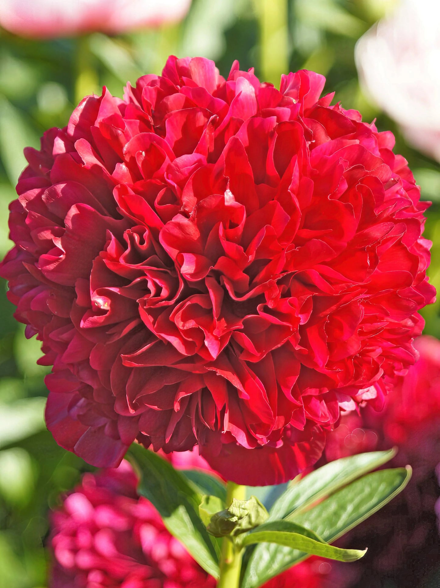 Red Grace Peony