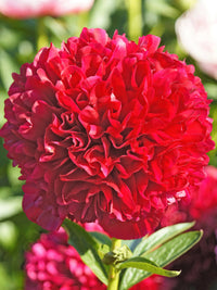 Red Grace Peony