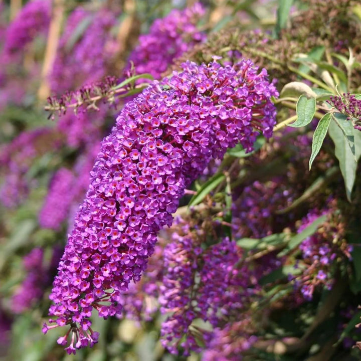Violet Buddleia Davidii Plant Seeds for Planting – Heirloom, Non-GMO, Flowering Shrubs