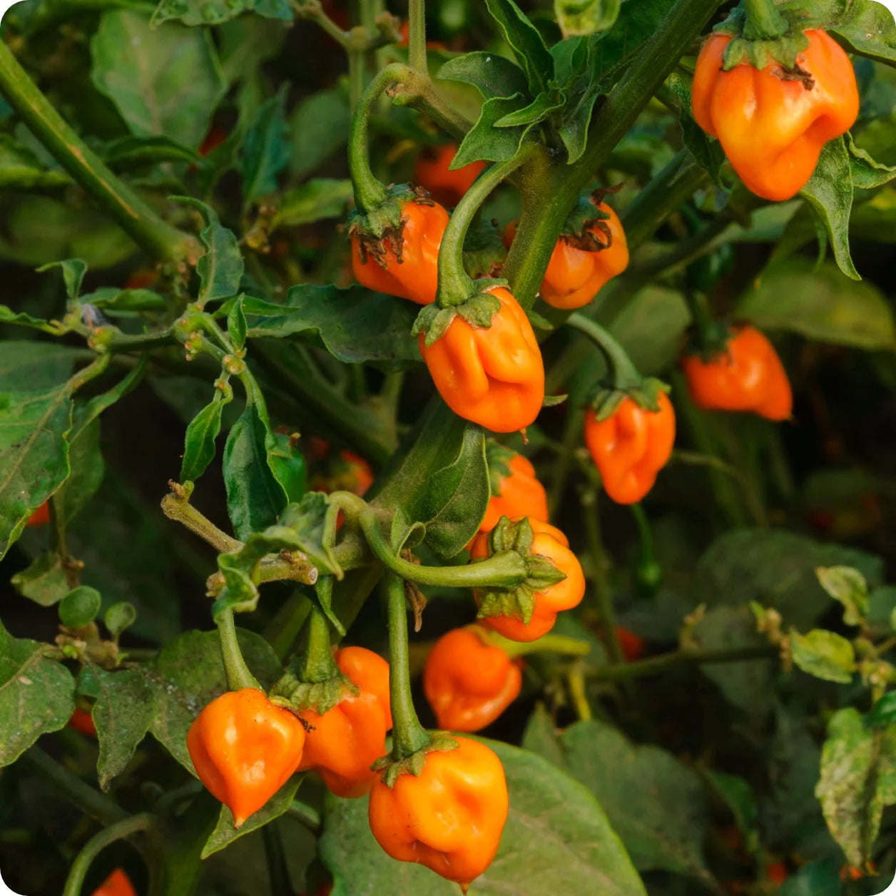 Habanero – Organic Hot Pepper Seed