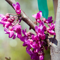 Heirloom Non-GMO Pink Canadensis Flower Seeds for Colorful Native Garden Planting