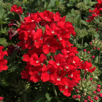 Red Verbena Scarlet Flower Seeds for Planting – Heirloom, Non-GMO, Organic