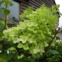 Heirloom Thick Green Hydrangea Flower Seeds, Non-GMO Vibrant Blooms for Planting