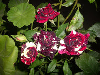 Marron Cream Rose Heirloom Non-GMO Seeds for Planting