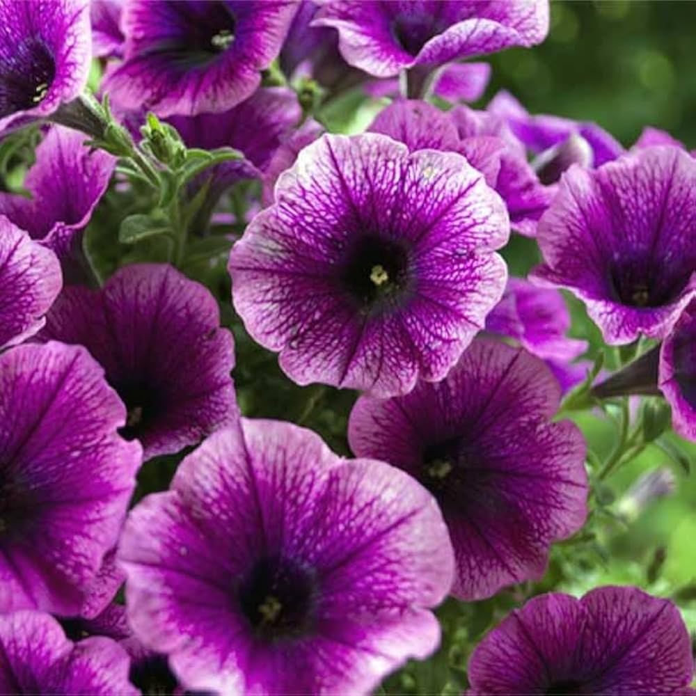 Petunia Grandiflora Purple Flower Seeds