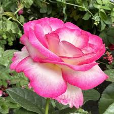 Miss Congeniality Grandiflora Rose