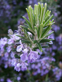 Heirloom Non-GMO Violet Rosemary Seeds for Planting