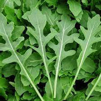 Sylvetta – Organic Arugula Seed