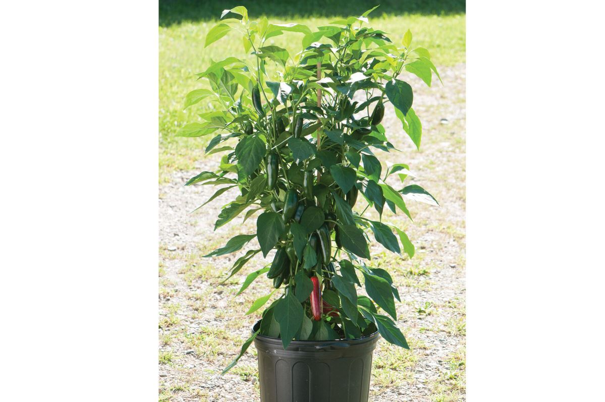 Jalafuego – Jalape?o Pepper Seed