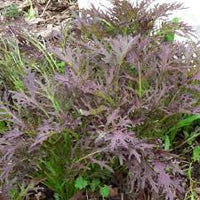 Red Splendor – Mustard Green Seed