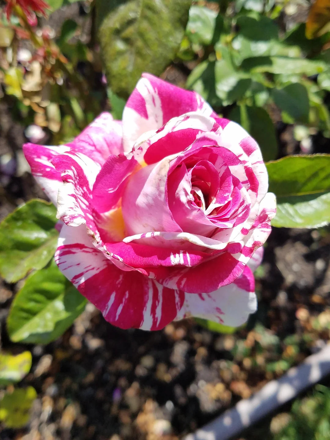 Neil Diamond Hybrid Tea Rose