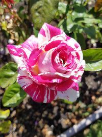 Neil Diamond Hybrid Tea Rose