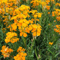 Erysimum Flower Seeds – Heirloom, Non-GMO, Colorful Wallflower Blooms for Garden Planting