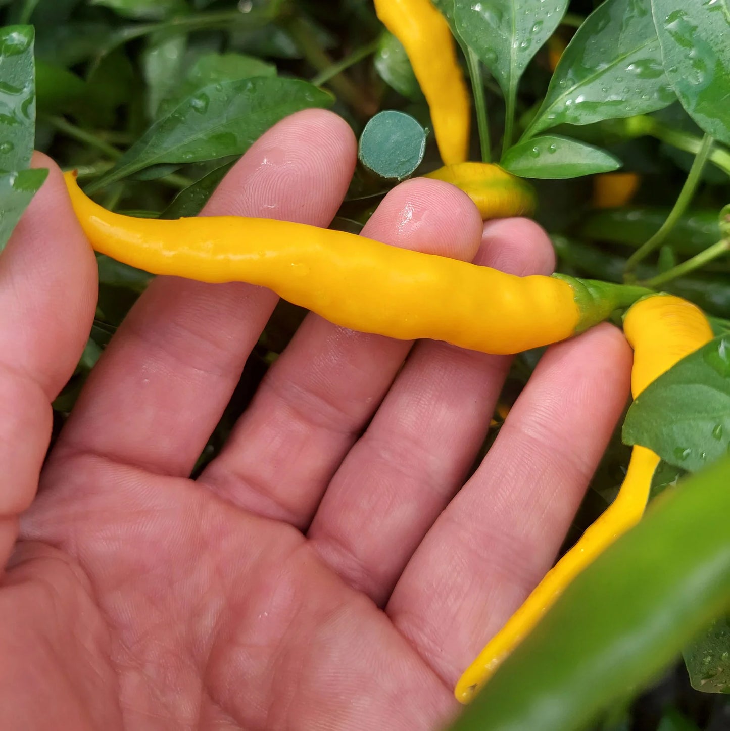 Kristian – Thai Pepper Seed