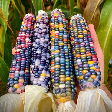 Colored Corn Seeds