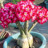Rainbow Desert Rose Seeds