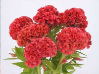 Chief Persimmon – Celosia Seed