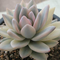 Heirloom Non-GMO Pachyphytum Flower Seeds for Planting – Succulent Blooms for Rock Gardens