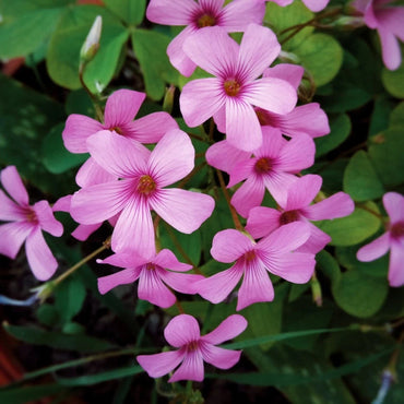 Oxalis Spring Flower Seeds – Heirloom, Non-GMO Seeds for Planting Bright Seasonal Blooms