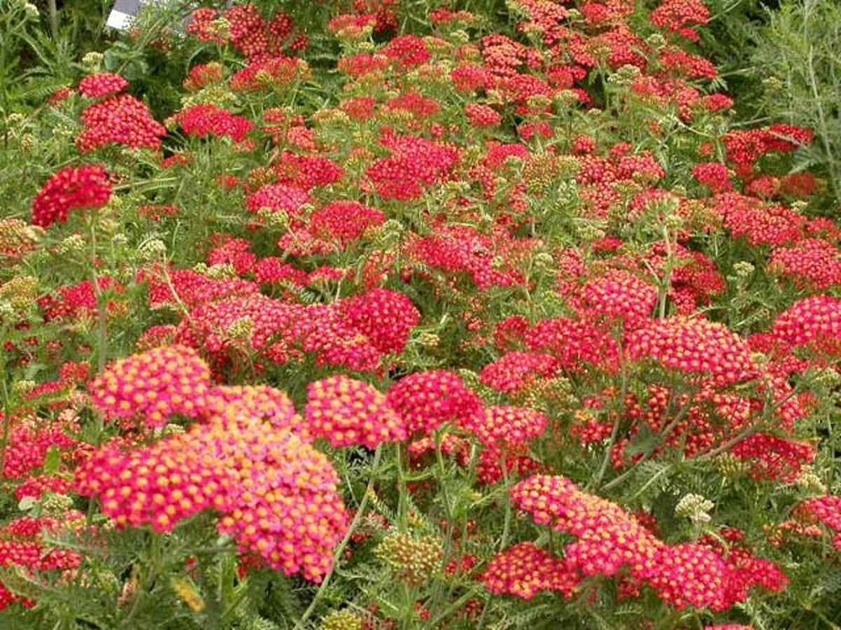 Paprika Yarrow