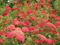 Paprika Yarrow