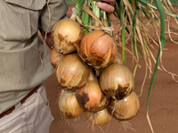 Gabriella – Organic Onion Seed