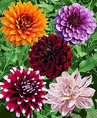 Festive Jowey Dahlia Mixture