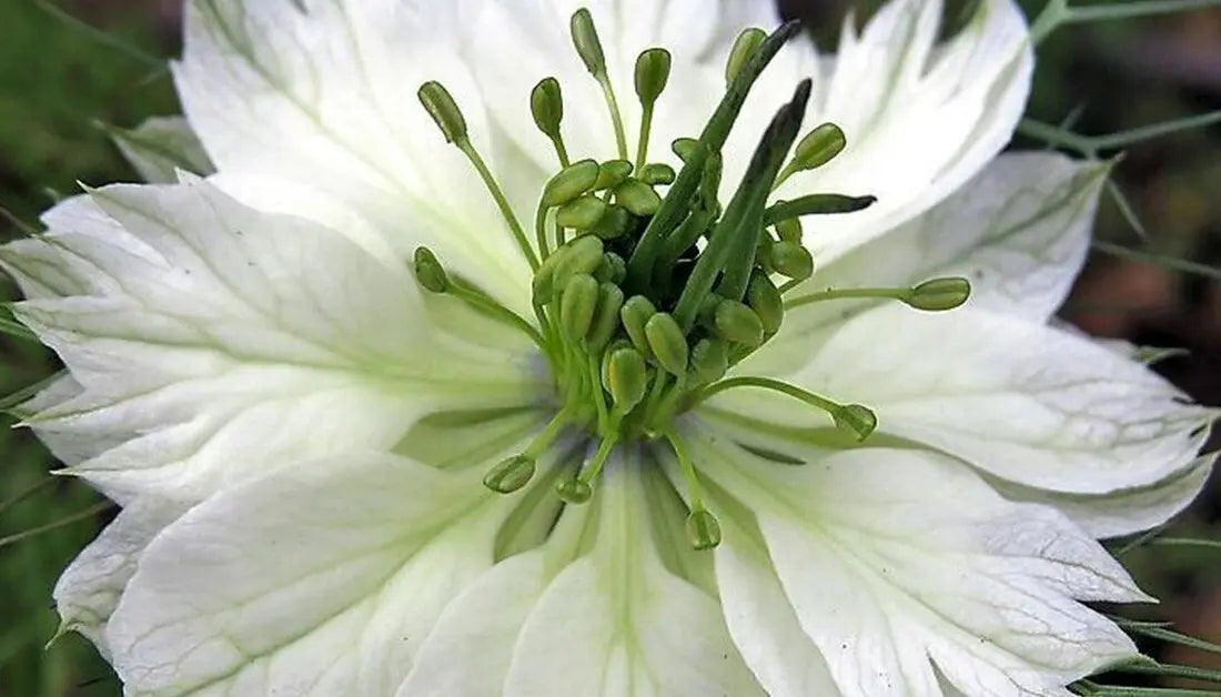 Nigella- Miss Jekyll White