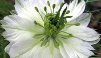 Nigella- Miss Jekyll White