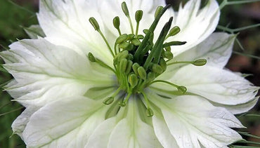 Nigella- Miss Jekyll White