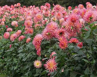 Beautiful large semi cactus Dahlia Flower Seeds for Planting – Non-GMO, Heirloom Garden Seeds