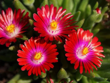 Heirloom Non-GMO Delosperma Carmine Red Flower Seeds for Planting – Hardy Succulent Garden Blooms