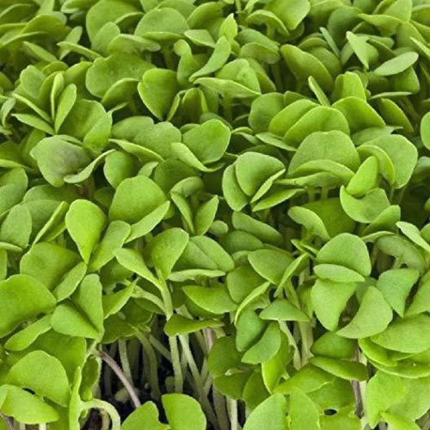 Pac Choi, Rosie – Microgreen Seed
