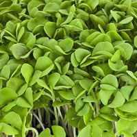 Pac Choi, Rosie – Microgreen Seed