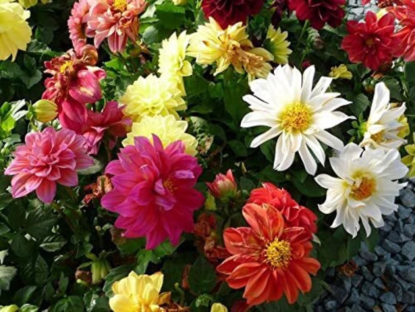 Improved Beeline Dahlia Mixture