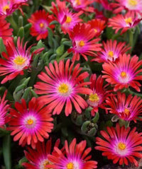 Heirloom Non-GMO Delosperma Carmine Red Flower Seeds for Planting – Hardy Succulent Garden Blooms