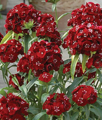 Sweet Black Cherry – Dianthus Seed