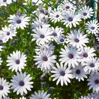 Heirloom Non-GMO Eyed Flower Seeds for Planting – Unique Ornamental Garden Blooms - Non-GMO for planting in home garden