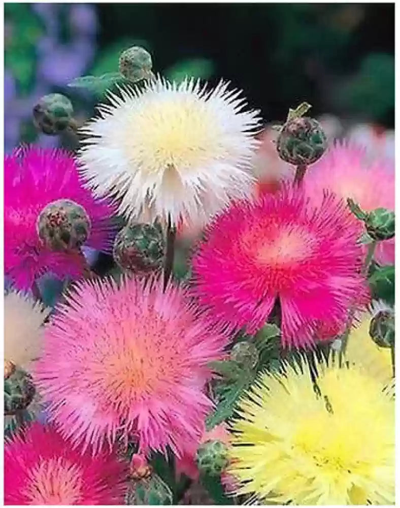 Cornflower - Sweet Sultan Mix