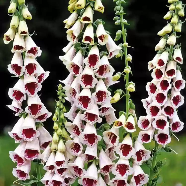 Pam’s Choice – Digitalis Seed