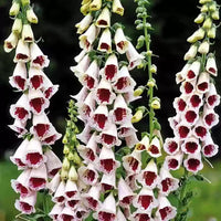 Pam’s Choice – Digitalis Seed