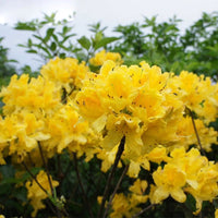 Heirloom Non-GMO Light Yellow Azalea Flower Seeds for Planting – Bright Ornamental Shrub Seeds