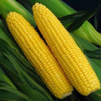 Sugar Buns – Treated Corn Seed
