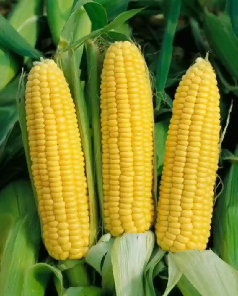 Sugar Buns – Corn Seed