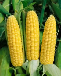 Sugar Buns – Corn Seed