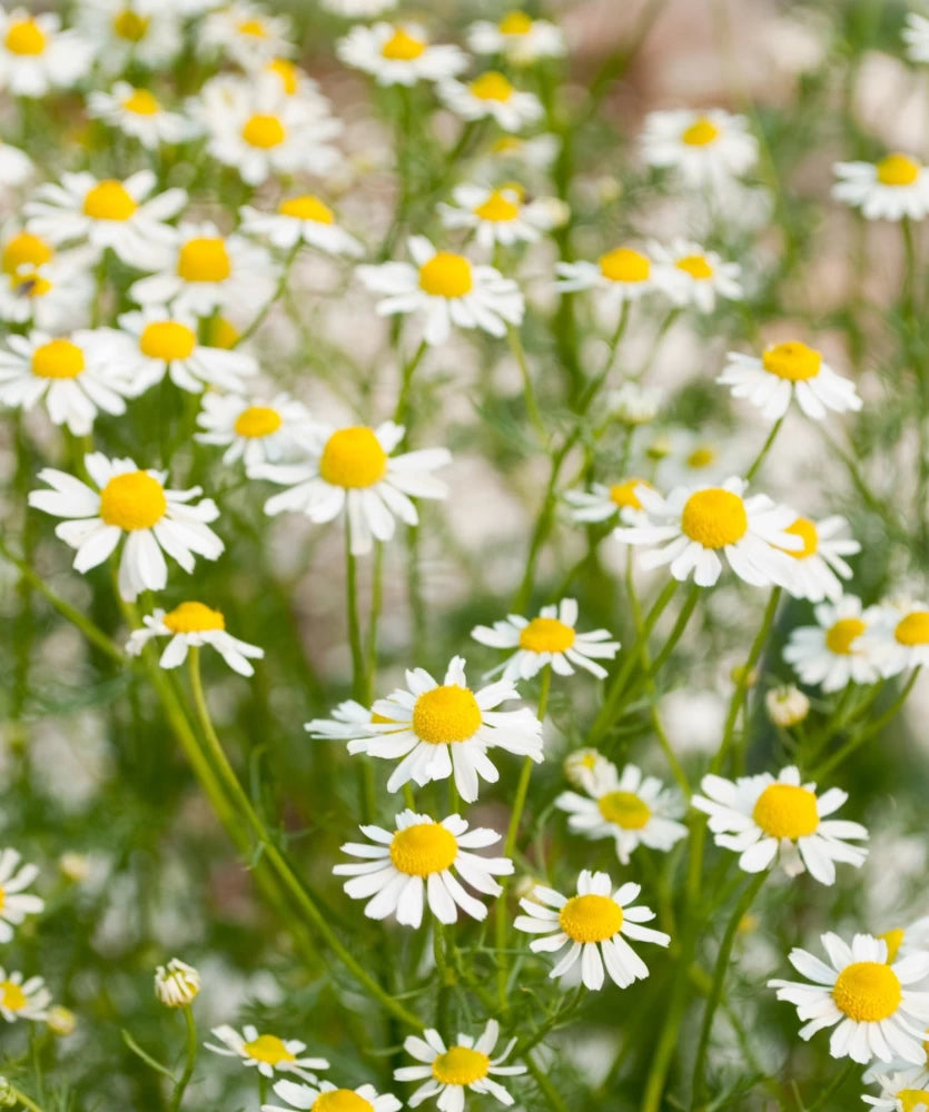 German Chamomile