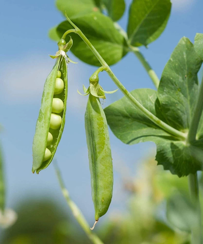 PLS 141 – Organic Pea Seed