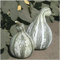Cushaw Pumpkin Vegetable Seeds for Planting – Heirloom, Non-GMO Pumpkin Seeds for Your Garden